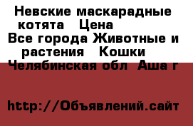 Невские маскарадные котята › Цена ­ 20 000 - Все города Животные и растения » Кошки   . Челябинская обл.,Аша г.